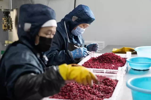 Çin'in Büyük Khingan Sıradağları Eşsiz Konumunu Artıya Dönüştürdü