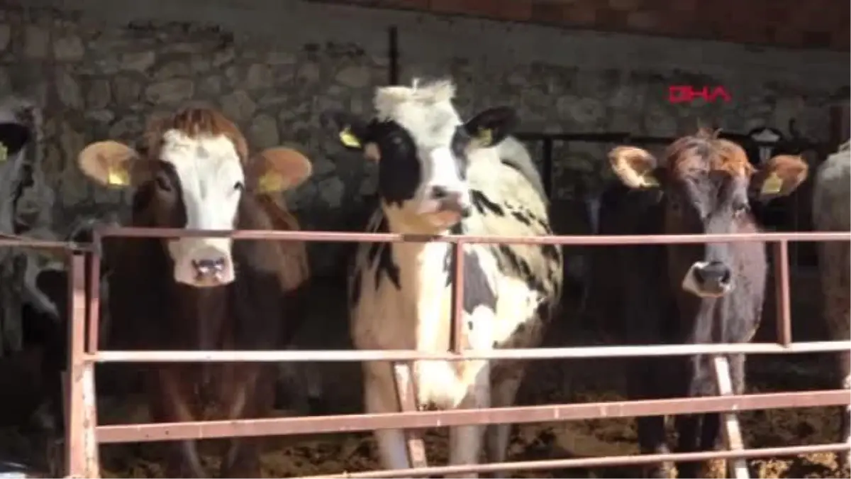 EDİRNE'DE HAYVANLARA 'SAT-2 SEROTİP' HASTALIĞI AŞISI UYGULANMAYA BAŞLANDI