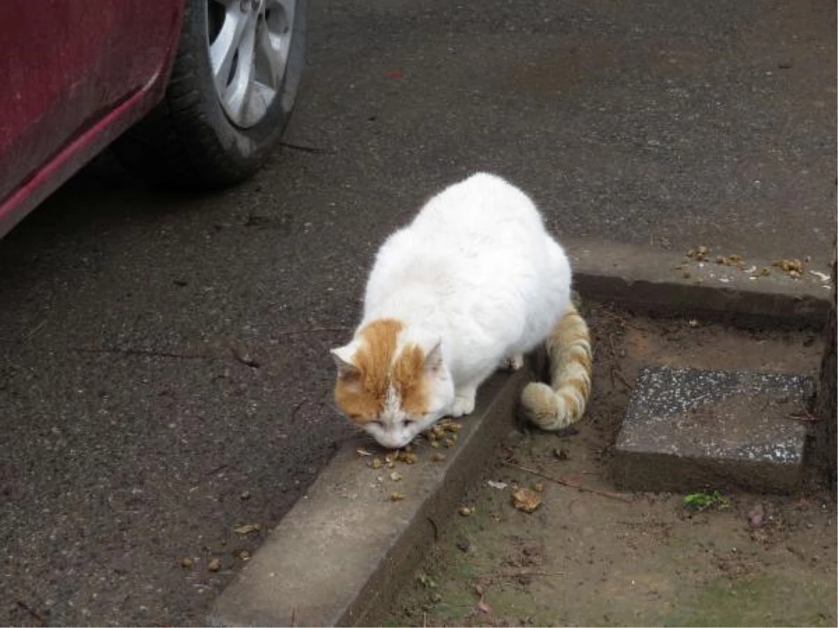 KADIKÖY\'DE TOPLU KEDİ ÖLÜMLERİ HAYVANSEVERLER TARAFINDAN PROTESTO EDİLDİ