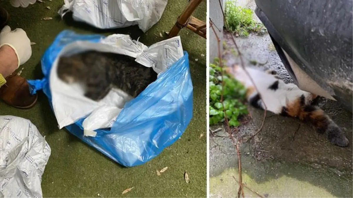 Kadıköy\'de yaşanan toplu kedi ölümleri mahalleliyi ayağa kaldırdı! Evde beslenen kediler de kayıp