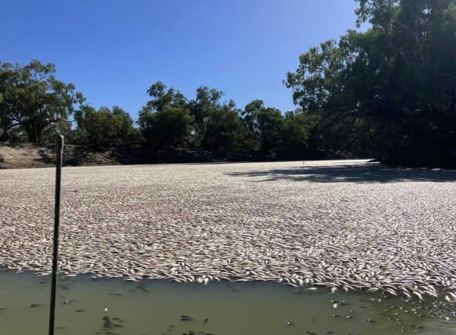 Kahreden görüntü! Ölen balıklar koca nehrin yüzeyini tamamen kapladı Kahreden görüntü! Ölen balıklar koca nehrin yüzeyini tamamen kapladı