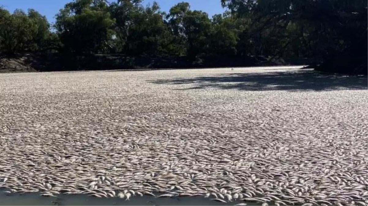 Kahreden görüntü! Ölen balıklar koca nehrin yüzeyini tamamen kapladı