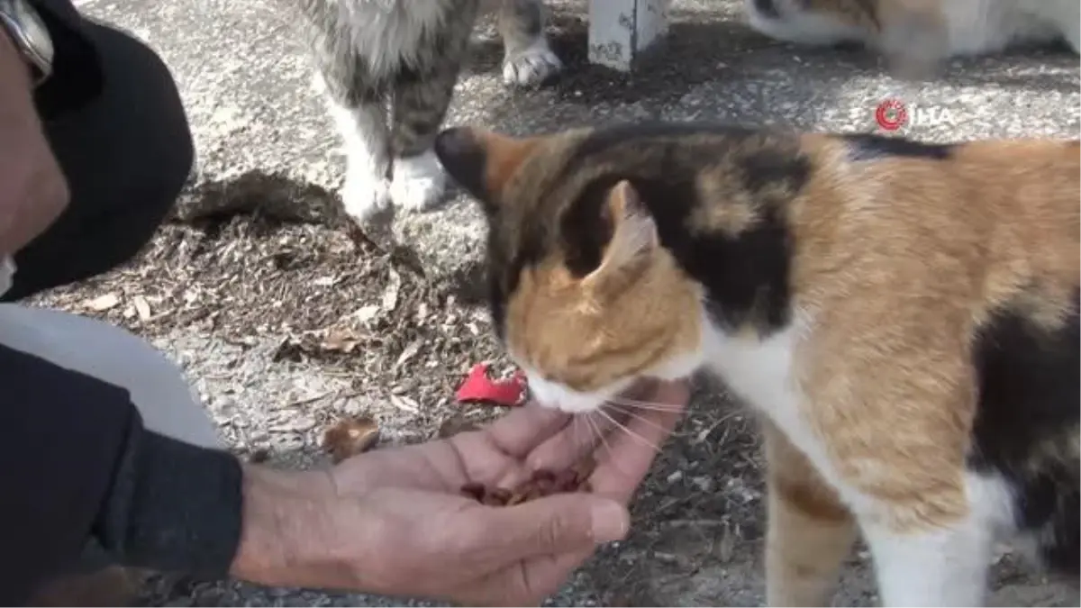 Komşularının istemediği kedilere çocuğu gibi bakıyor