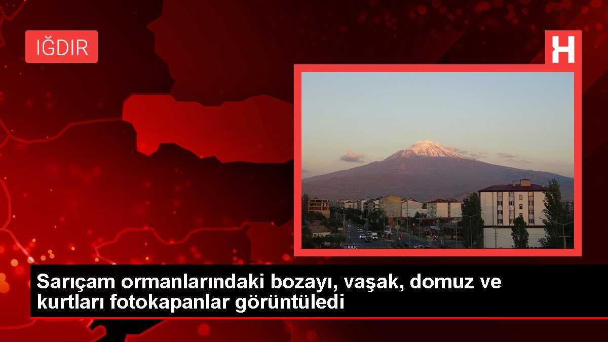 Sarıçam ormanlarındaki bozayı, vaşak, domuz ve kurtları fotokapanlar görüntüledi