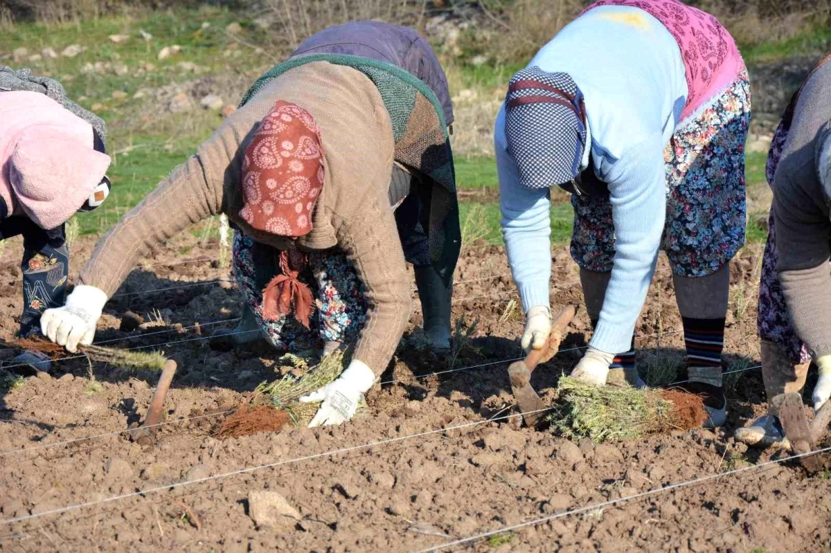 Sındırgı\'da kök boya bitkileri toprakla buluşuyor