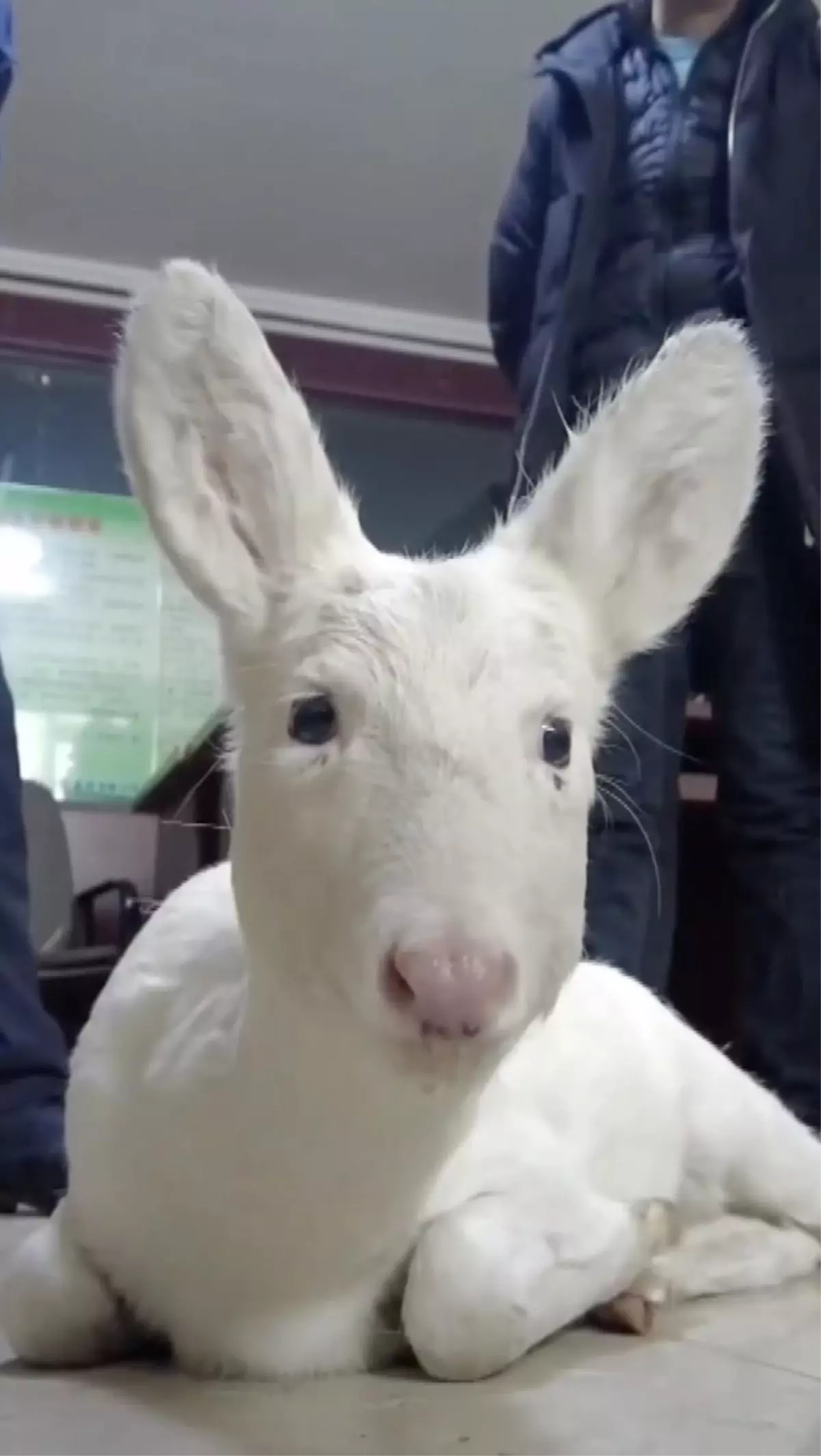 Çin\'de Nadir Görülen Bir Beyaz Karaca Kurtarıldı