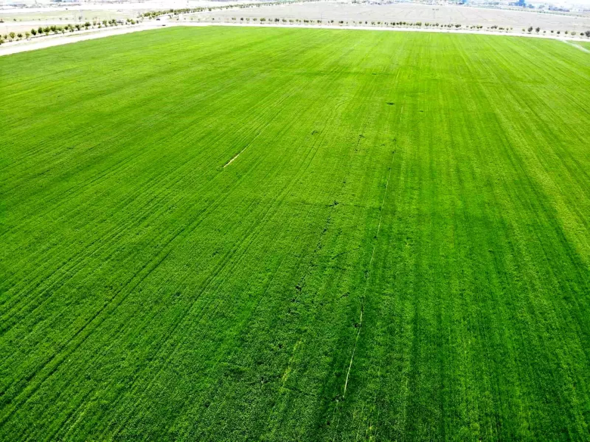 Tahıl ambarı Konya Ovası\'nda yağışlarla rekolte beklentisi arttıZMO Konya Şube Başkanı Kırkgöz: "Geçtiğimiz yıllarda 2 milyon ton civarında...