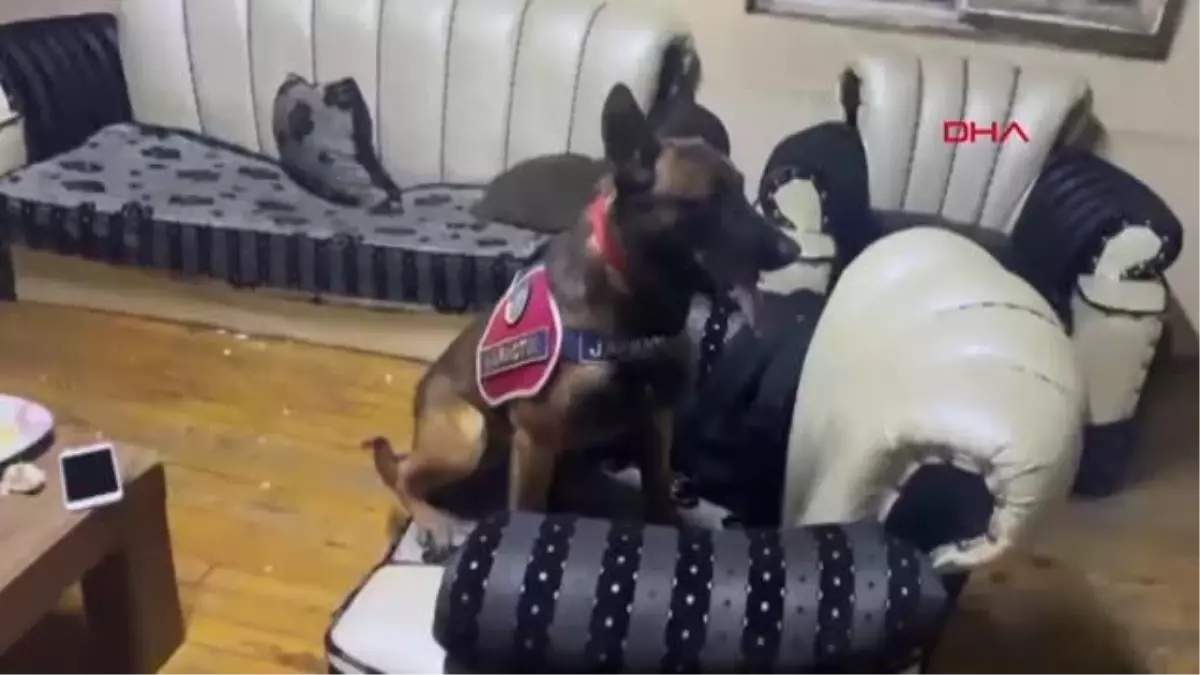 AHIRA SAKLANAN UYUŞTURUCUYU JANDARMA BULDU