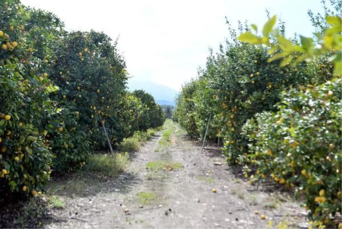 Hatay Arsuz\'da limonlar dalında kaldı