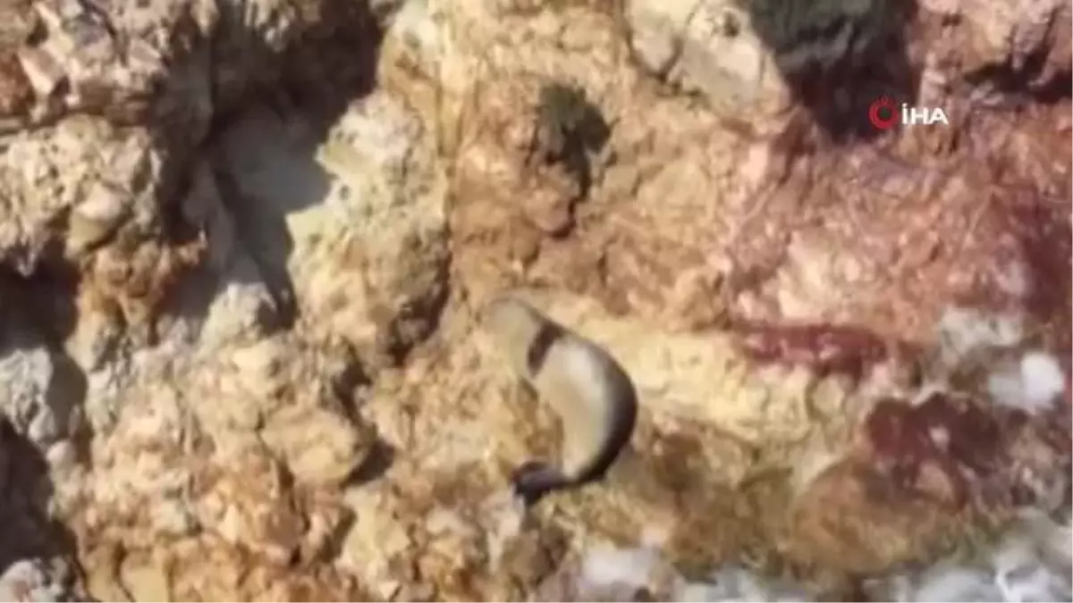 Ayvalık'ta fok balığı güneşlenirken görüntülendi