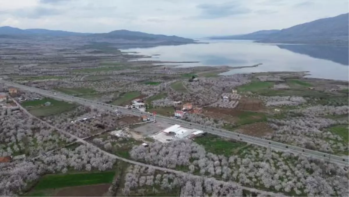 DEPREMİN VURDUĞU MALATYA\'DA, KAYISI AĞAÇLARI ÇİÇEK AÇTI