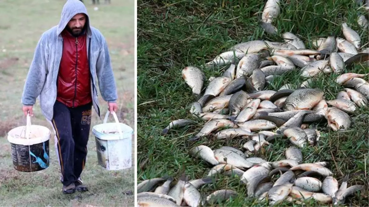 Sağanak sonrası sürüklenmişler! Tarladan kova kova balık toplayıp göle bıraktılar