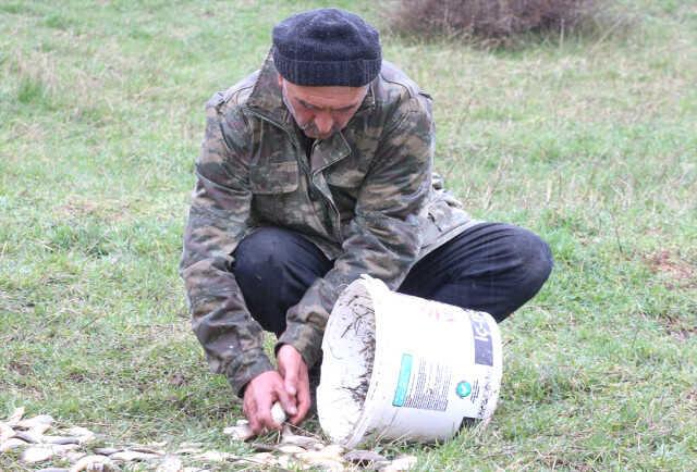 Depremzedeler karaya vuran balıkların yaşaması için seferber oldu