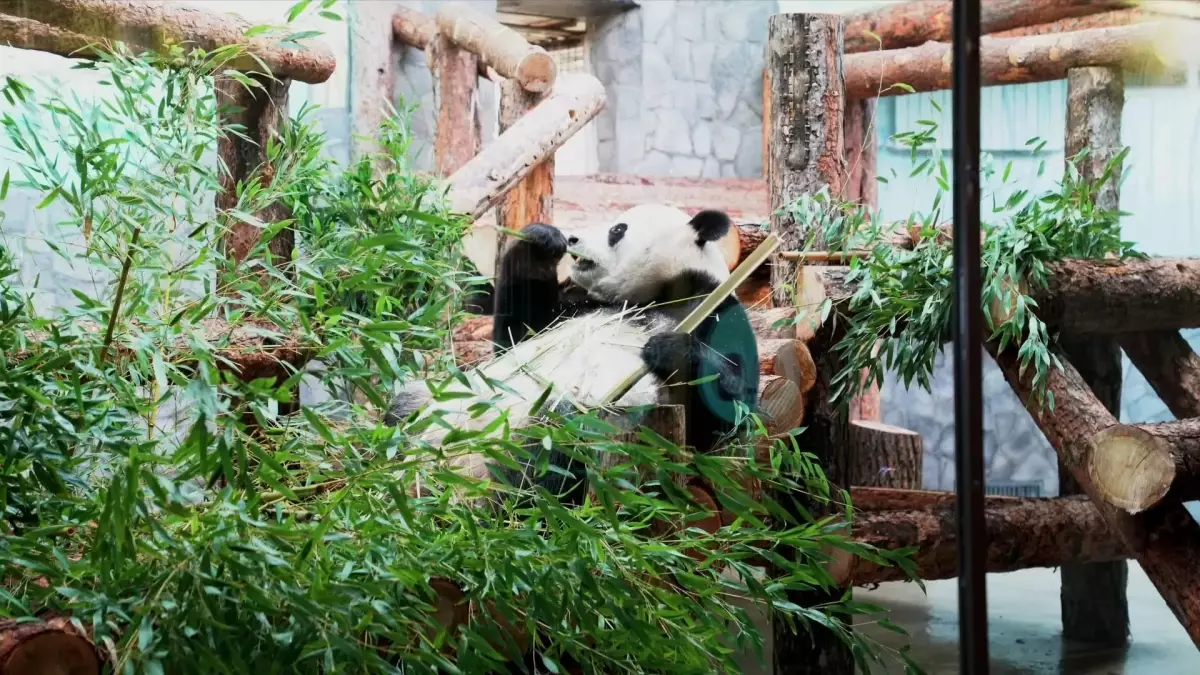 Dev Pandalar Çin-Rusya Dostluğuna Tanıklık Ediyor