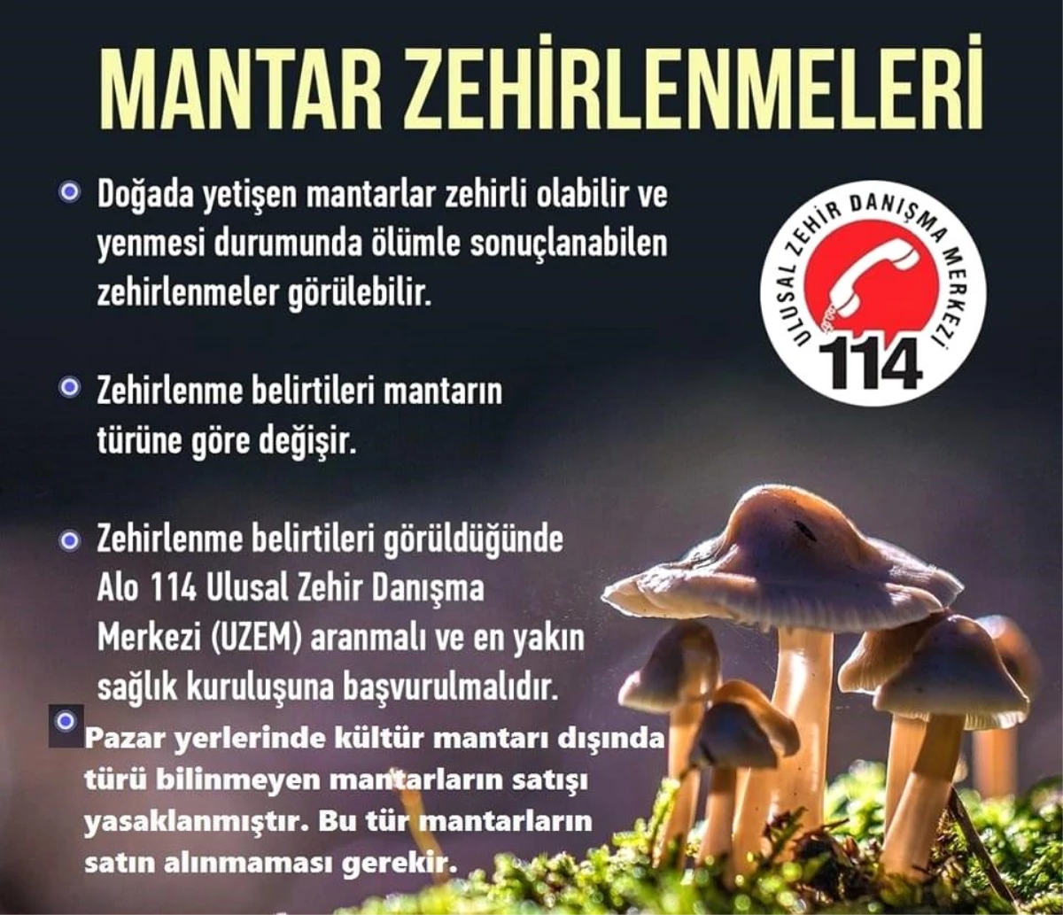 Karacasu\'da türü bilinmeyen mantarların satışı yasaklandı