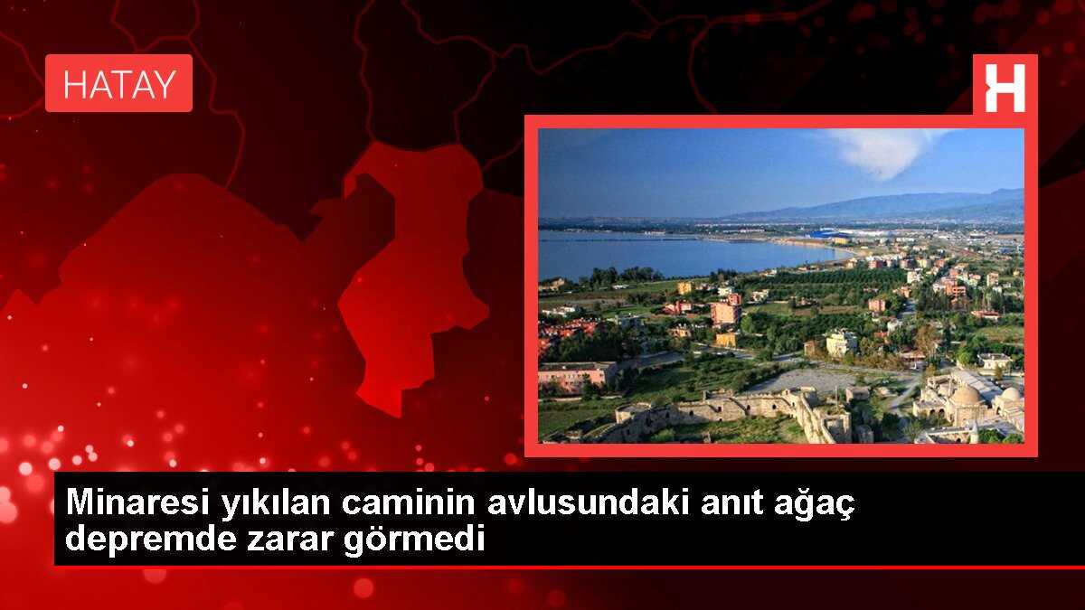 Minaresi yıkılan caminin avlusundaki anıt ağaç depremde zarar görmedi
