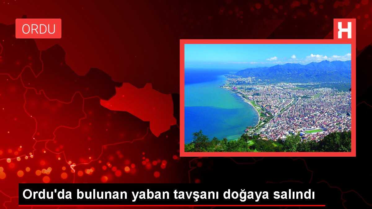 Ordu'da bulunan yaban tavşanı doğaya salındı
