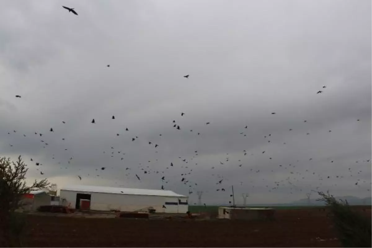 SİLOPİ\'DE KARGALAR, TARLALARI İSTİLA ETTİ