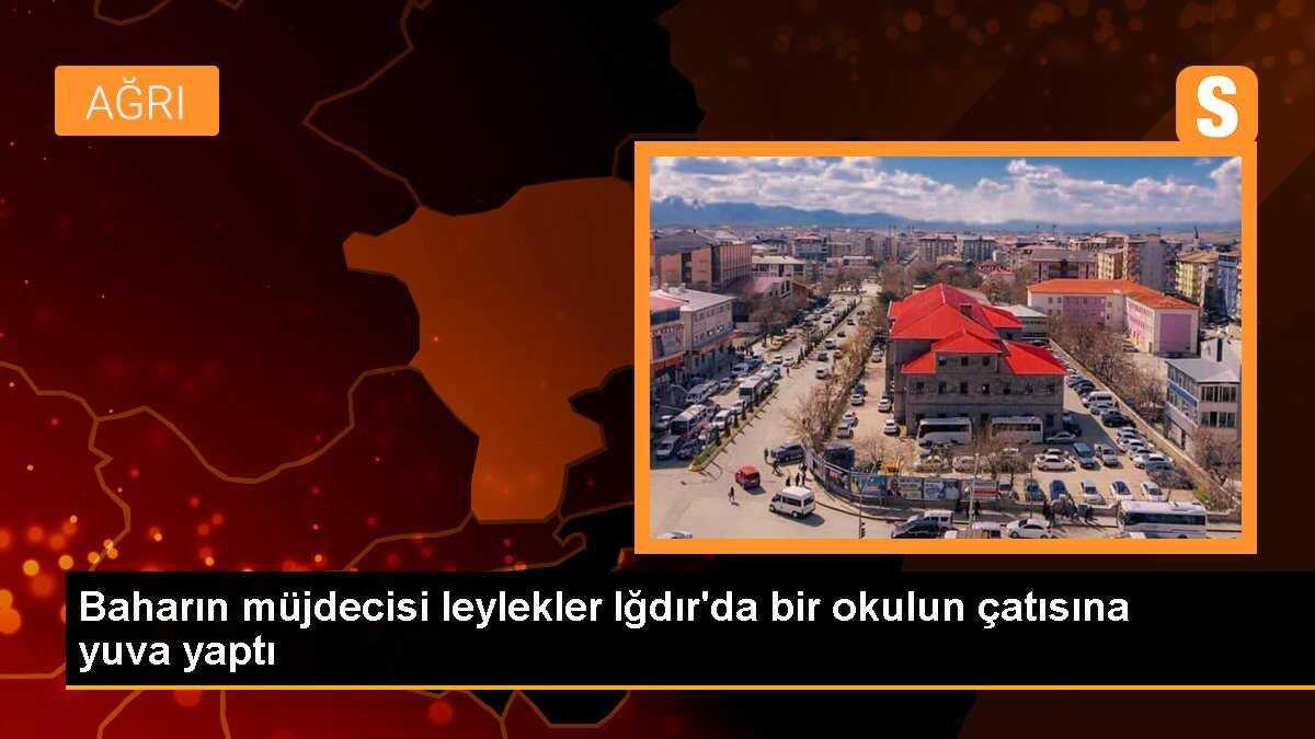 Baharın müjdecisi leylekler Iğdır\'da bir okulun çatısına yuva yaptı