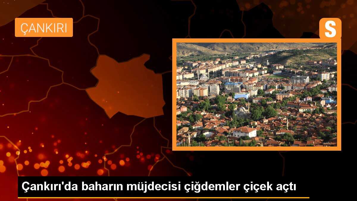 Çankırı\'da baharın müjdecisi çiğdemler çiçek açtı