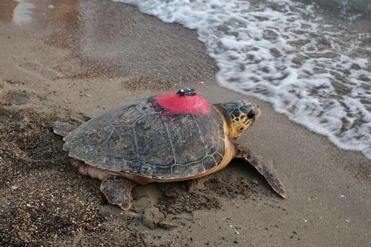 Caretta caretta \'Tuba\'yı 8 milyon kişi izledi