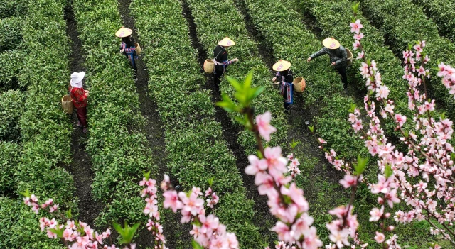 Çin'in Hunan Eyaletinde Çay Hasadı Turizmle Bütünleşerek Yerel Ekonomiyi Destekliyor