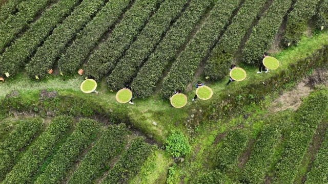 Çin'in Hunan Eyaletinde Çay Hasadı Turizmle Bütünleşerek Yerel Ekonomiyi Destekliyor