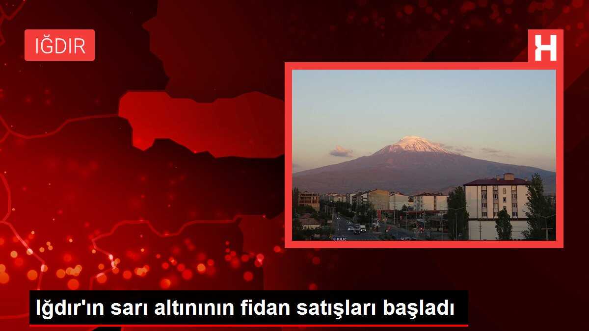 Iğdır'ın sarı altınının fidan satışları başladı