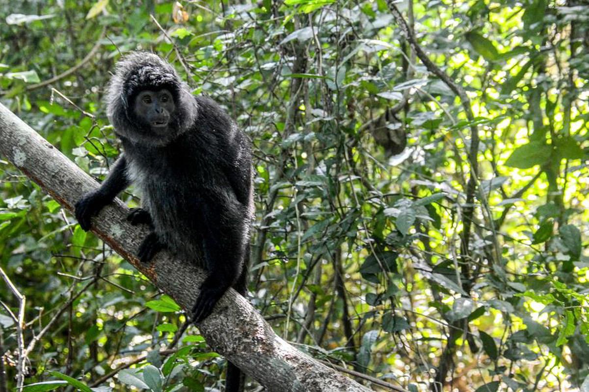 Nesli Tehlike Altındaki Cava Langur Maymunları Endonezya\'da Vahşi Doğaya Bırakıldı