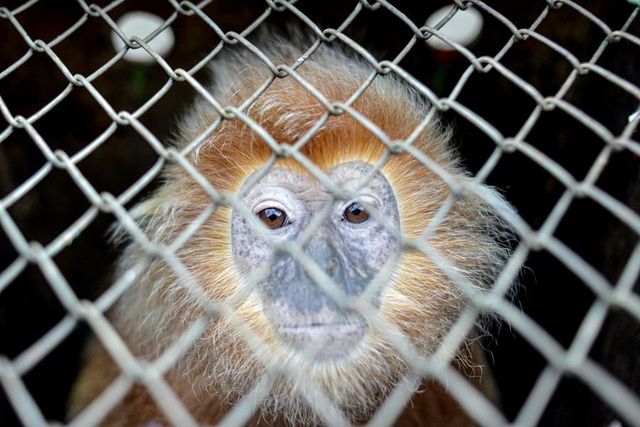 Nesli Tehlike Altındaki Cava Langur Maymunları Endonezya'da Vahşi Doğaya Bırakıldı Nesli Tehlike Altındaki Cava Langur Maymunları Endonezya'da Vahşi Doğaya Bırakıldı
