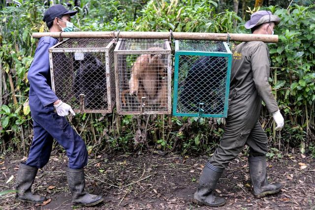 Nesli Tehlike Altındaki Cava Langur Maymunları Endonezya'da Vahşi Doğaya Bırakıldı Nesli Tehlike Altındaki Cava Langur Maymunları Endonezya'da Vahşi Doğaya Bırakıldı