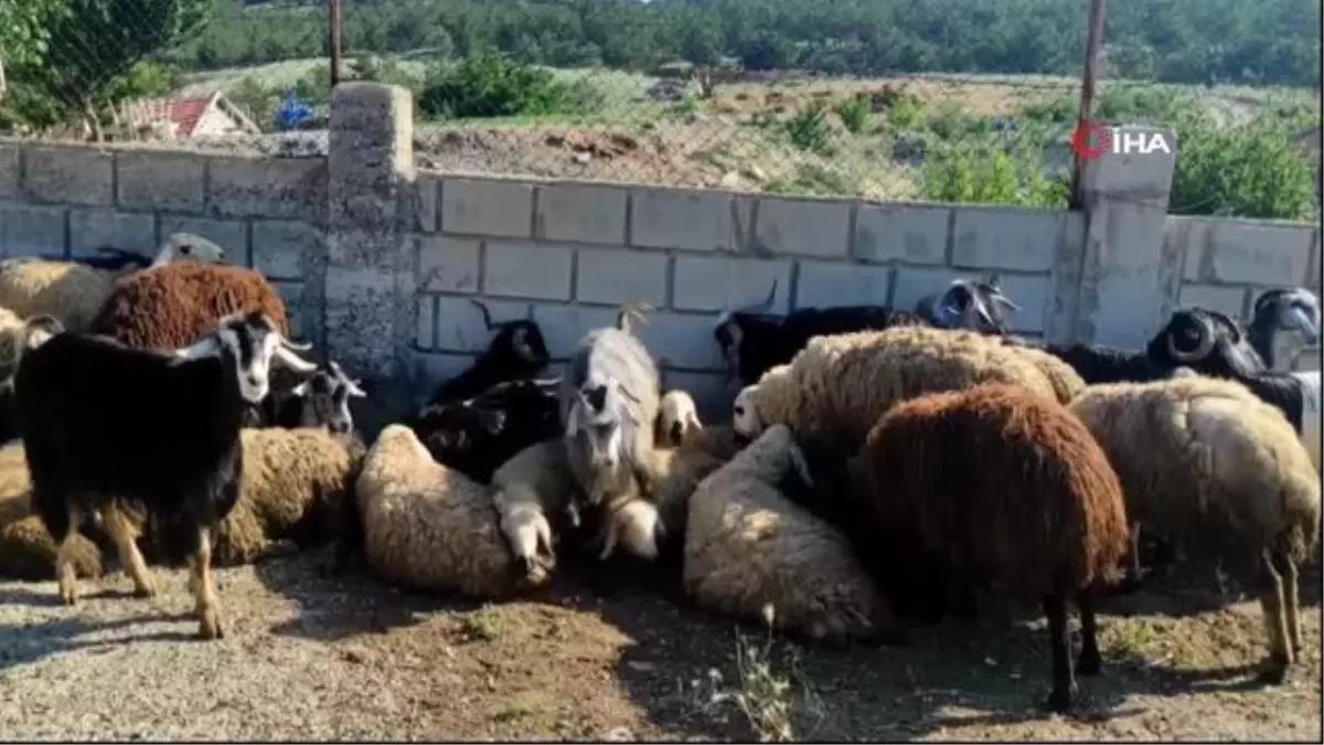 Şap virüsünü inaktif etmek mümkün: En az 70 santigrat ve 30 dakika