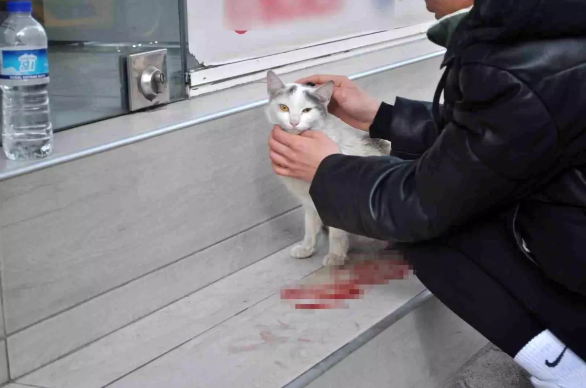 Süratli sürücünün çarptığı kediye öğrenciler sahip çıktı