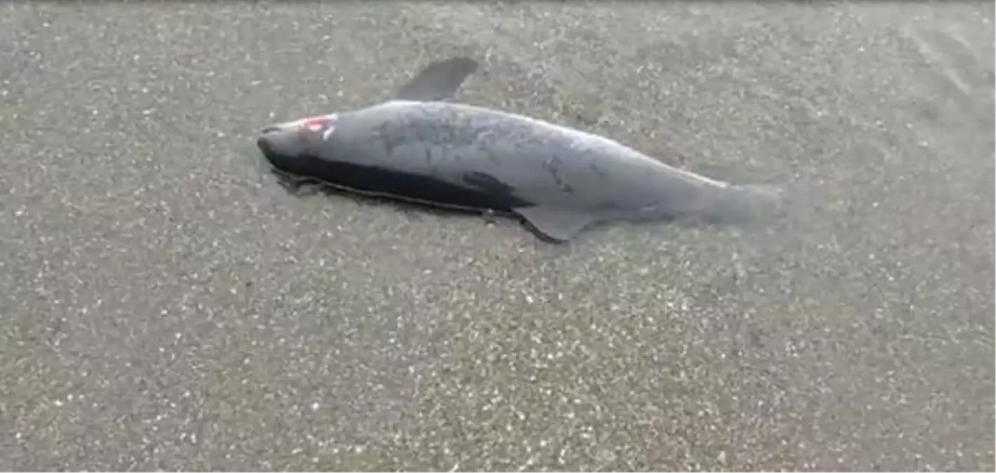 SÜRMENE\'DE SAHİLE ÖLÜ YUNUS VURDU