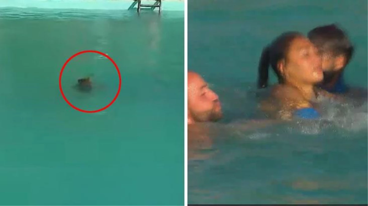 Survivor\'da yarışmacının zor anları! Havuza düştü, sudan çıkamadı