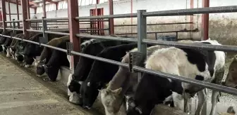 Tedbirler şap hastalığın yayılmasını önlüyor: O ilde aşı çalışmaları büyük ölçüde tamamlandı