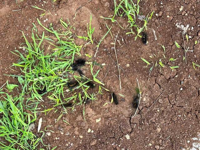 Binlerce çam kese tırtılı mahalleyi sardı, vatandaş tedirgin Binlerce çam kese tırtılı mahalleyi sardı, vatandaş tedirgin