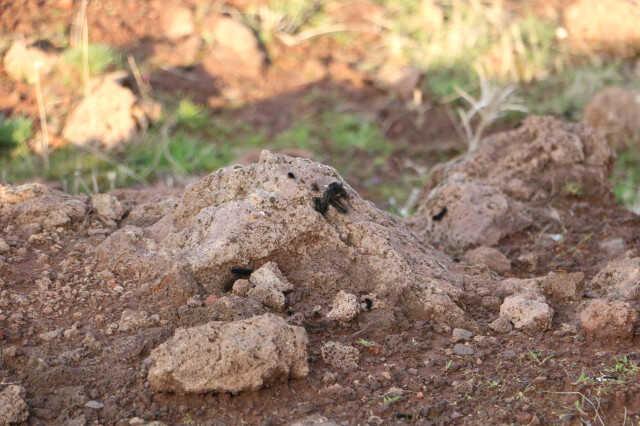Binlerce çam kese tırtılı mahalleyi sardı, vatandaş tedirgin Binlerce çam kese tırtılı mahalleyi sardı, vatandaş tedirgin