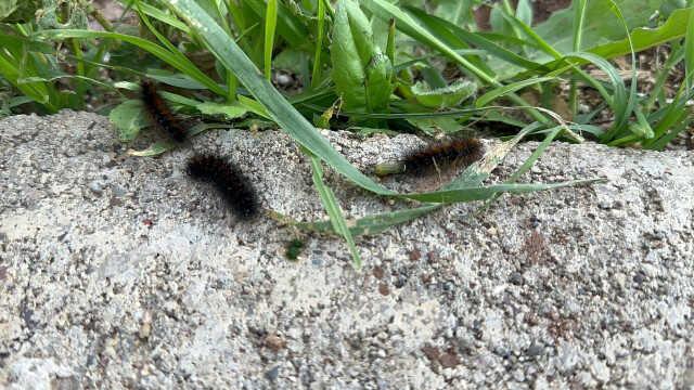 Binlerce çam kese tırtılı mahalleyi sardı, vatandaş tedirgin Binlerce çam kese tırtılı mahalleyi sardı, vatandaş tedirgin