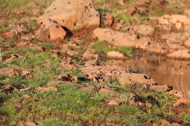 Binlerce çam kese tırtılı mahalleyi sardı, vatandaş tedirgin Binlerce çam kese tırtılı mahalleyi sardı, vatandaş tedirgin