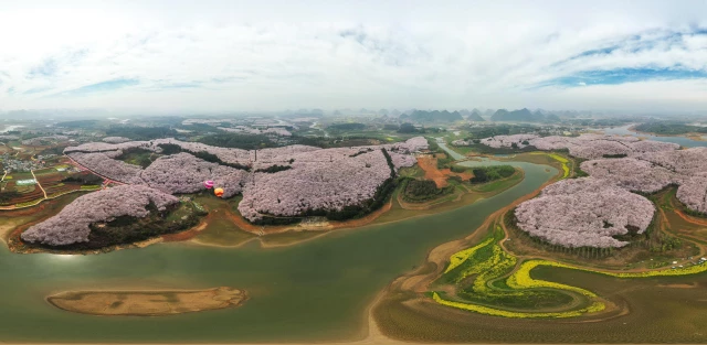 Çin'in Güneybatısında Kiraz Ağaçları Çiçek Açtı