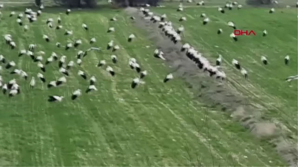 Göç yolundaki leylekler Domaniç'te mola verdi