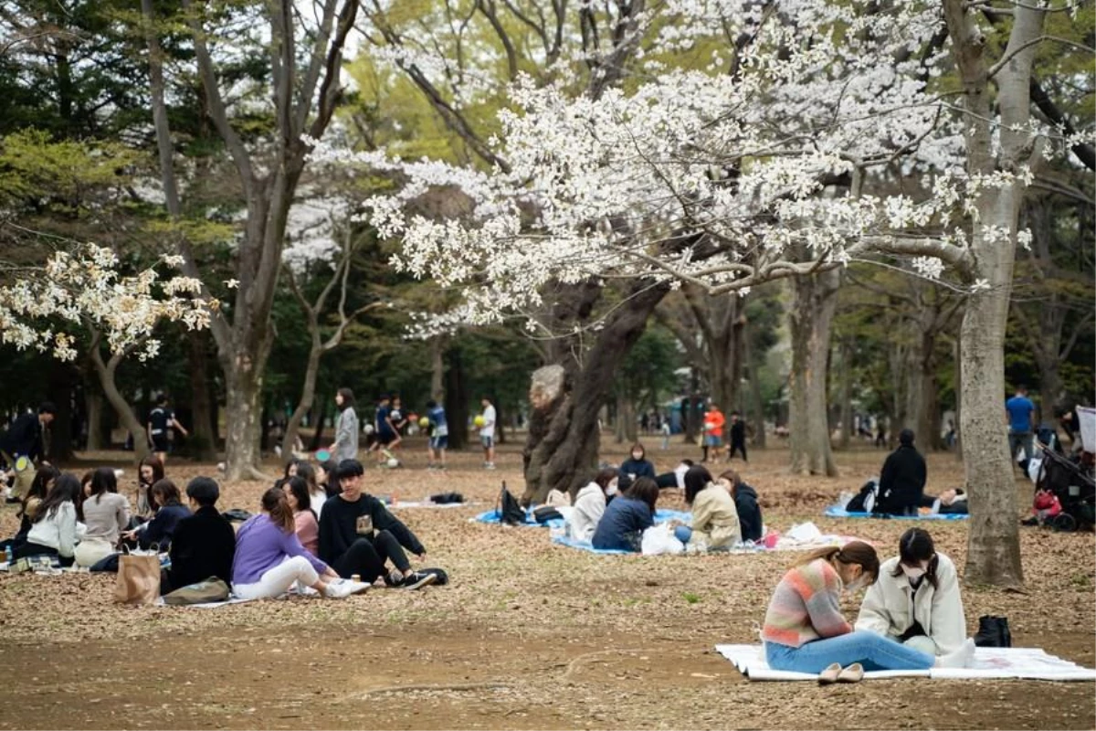 Japonya\'da Parklar Kiraz Çiçekleriyle Pembeye Büründü