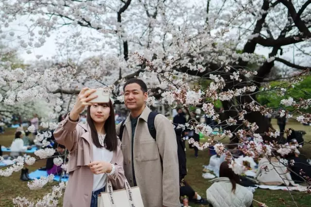 Japonya'da Parklar Kiraz Çiçekleriyle Pembeye Büründü