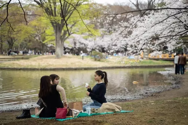 Japonya'da Parklar Kiraz Çiçekleriyle Pembeye Büründü