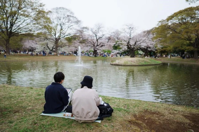 Japonya'da Parklar Kiraz Çiçekleriyle Pembeye Büründü