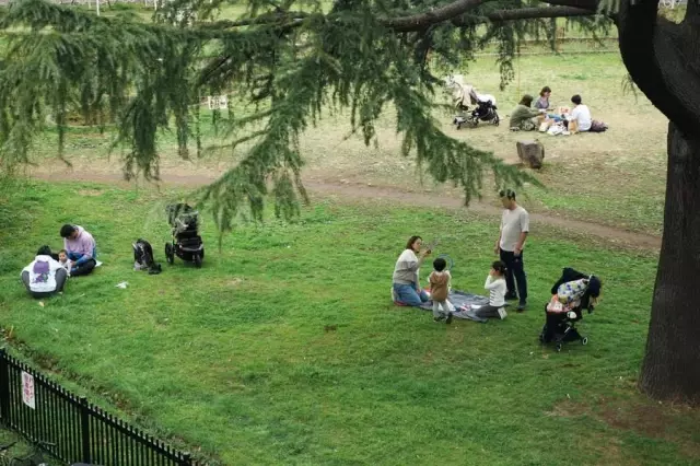 Japonya'da Parklar Kiraz Çiçekleriyle Pembeye Büründü