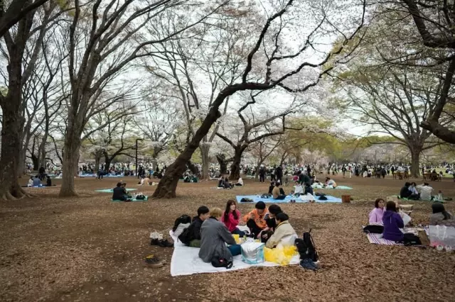 Japonya'da Parklar Kiraz Çiçekleriyle Pembeye Büründü