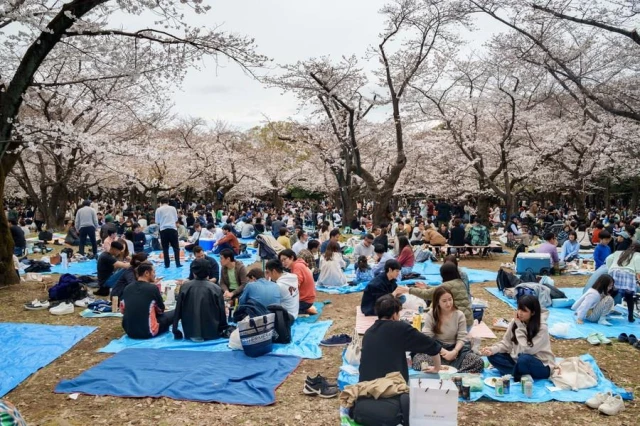 Japonya'da Parklar Kiraz Çiçekleriyle Pembeye Büründü