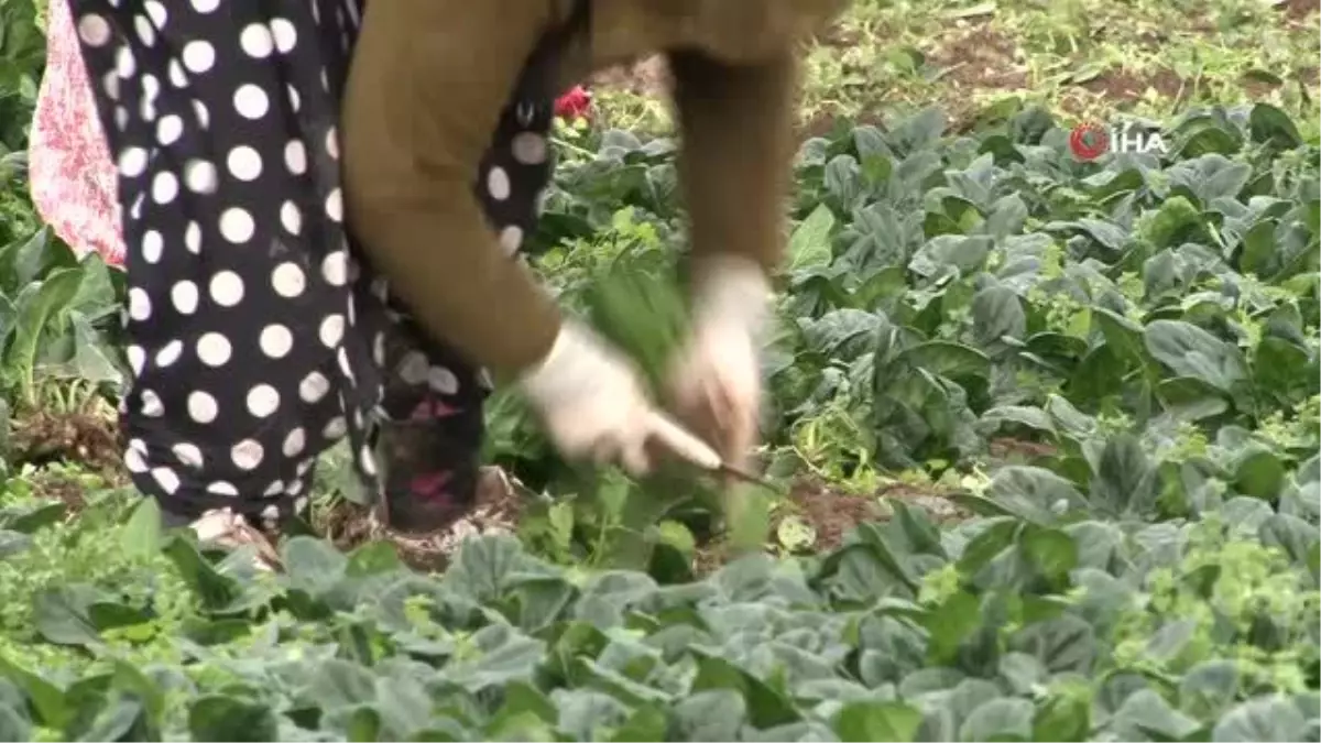 Kış aylarının vazgeçilmezi ıspanağın hasadı sürüyor